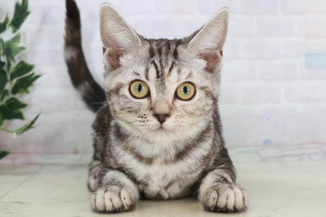 広島県のアメリカンショートヘアー (Coo&RIKUゆめタウン大竹店/2025年8月7日生まれ/女の子/シルバーパッチドタビー)の子猫の1枚目の画像