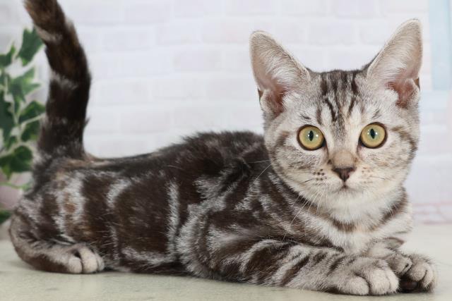 広島県のアメリカンショートヘアー (Coo&RIKUゆめタウン大竹店/2025年8月7日生まれ/女の子/シルバーパッチドタビー)の子猫の2枚目の画像