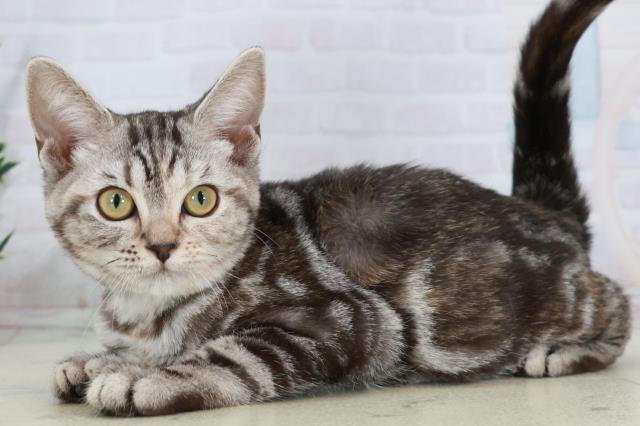 広島県のアメリカンショートヘアー (Coo&RIKUゆめタウン大竹店/2025年8月7日生まれ/女の子/シルバーパッチドタビー)の子猫の3枚目の画像