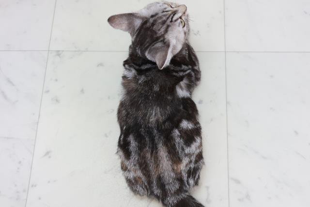 広島県のアメリカンショートヘアー (Coo&RIKUゆめタウン大竹店/2025年8月7日生まれ/女の子/シルバーパッチドタビー)の子猫の4枚目の画像