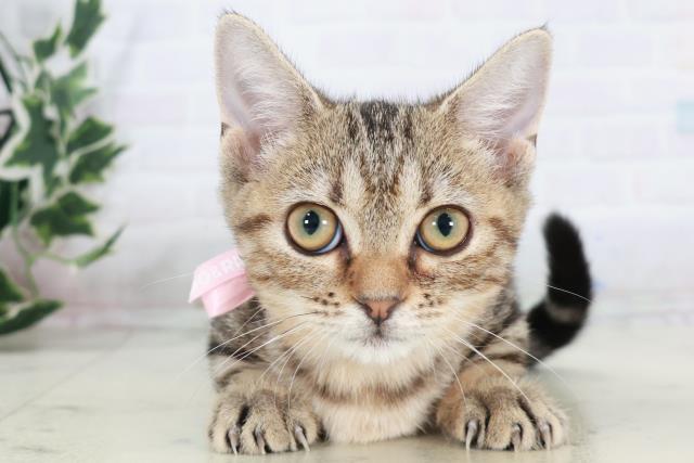 広島県のマンチカン (Coo&RIKU福山店/2025年8月18日生まれ/女の子/ブラウンタビー)の子猫