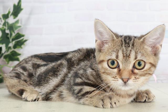 広島県のマンチカン (Coo&RIKU福山店/2025年8月18日生まれ/女の子/ブラウンタビー)の子猫の2枚目の画像