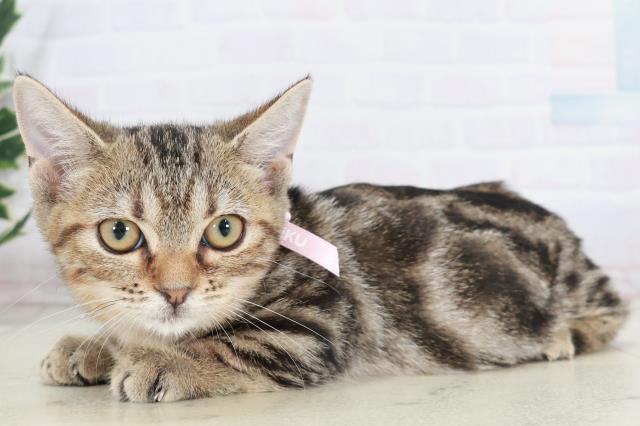 広島県のマンチカン (Coo&RIKU福山店/2025年8月18日生まれ/女の子/ブラウンタビー)の子猫の3枚目の画像