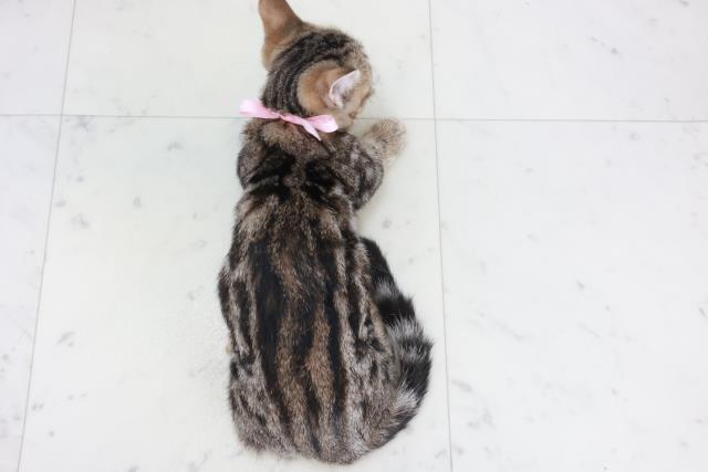 広島県のマンチカン (Coo&RIKU福山店/2025年8月18日生まれ/女の子/ブラウンタビー)の子猫の4枚目の画像