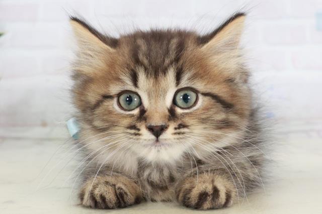 佐賀県のミヌエット (Coo&RIKU佐賀神埼店/2025年9月30日生まれ/男の子/ブラウンタビー)の子猫の1枚目の画像