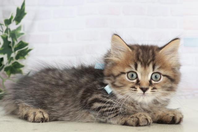 佐賀県のミヌエット (Coo&RIKU佐賀神埼店/2025年9月30日生まれ/男の子/ブラウンタビー)の子猫の2枚目の画像