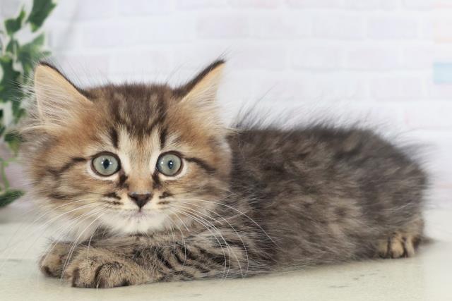 佐賀県のミヌエット (Coo&RIKU佐賀神埼店/2025年9月30日生まれ/男の子/ブラウンタビー)の子猫の3枚目の画像