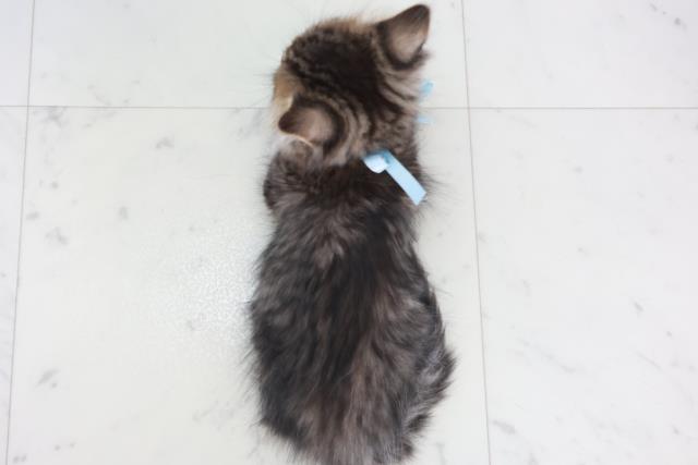 佐賀県のミヌエット (Coo&RIKU佐賀神埼店/2025年9月30日生まれ/男の子/ブラウンタビー)の子猫の4枚目の画像