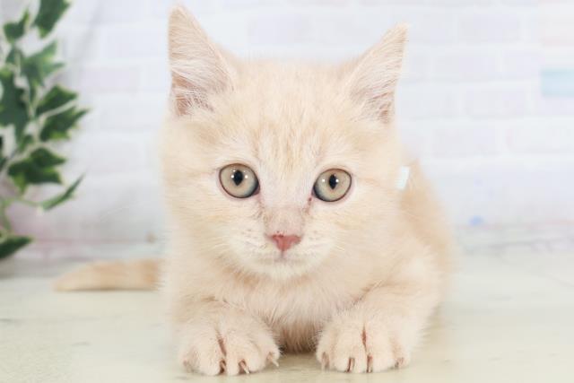 沖縄県のブリティッシュショートヘアー (Coo&RIKU石垣店/2025年9月26日生まれ/男の子/クリームタビー)の子猫の1枚目の画像