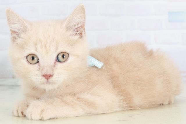 沖縄県のブリティッシュショートヘアー (Coo&RIKU石垣店/2025年9月26日生まれ/男の子/クリームタビー)の子猫の3枚目の画像