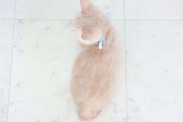 沖縄県のブリティッシュショートヘアー (Coo&RIKU石垣店/2025年9月26日生まれ/男の子/クリームタビー)の子猫の4枚目の画像