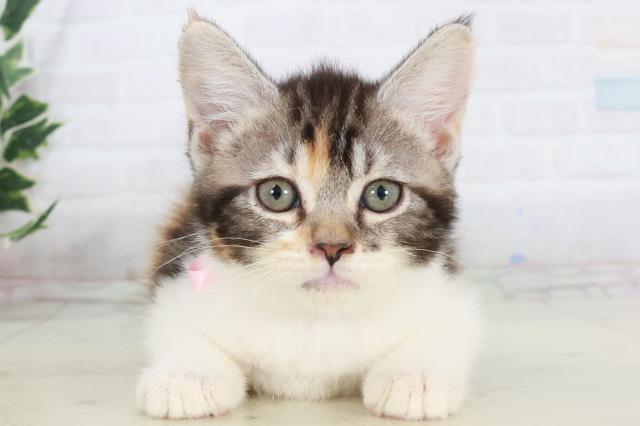 宮崎県のスコティッシュフォールド (Coo&RIKU宮崎店/2025年10月3日生まれ/女の子/ブラウンパッチドタビーホワイト)の子猫の1枚目の画像