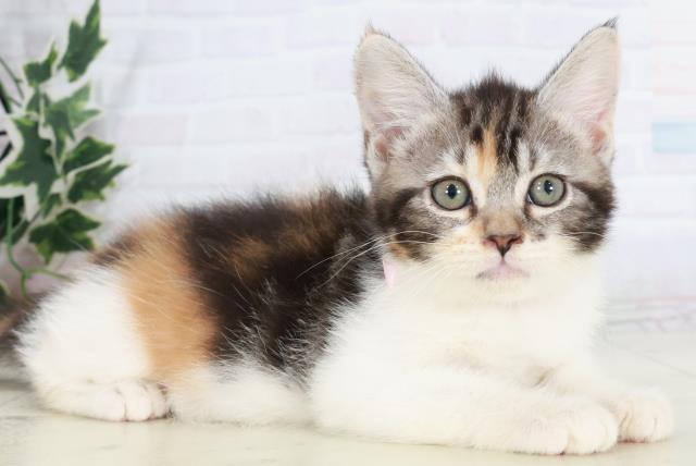 宮崎県のスコティッシュフォールド (Coo&RIKU宮崎店/2025年10月3日生まれ/女の子/ブラウンパッチドタビーホワイト)の子猫の2枚目の画像