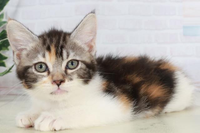 宮崎県のスコティッシュフォールド (Coo&RIKU宮崎店/2025年10月3日生まれ/女の子/ブラウンパッチドタビーホワイト)の子猫の3枚目の画像