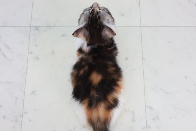 宮崎県のスコティッシュフォールド (Coo&RIKU宮崎店/2025年10月3日生まれ/女の子/ブラウンパッチドタビーホワイト)の子猫の4枚目の画像