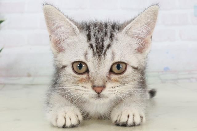 広島県のアメリカンショートヘアー (Coo&RIKU広島北店/2025年9月26日生まれ/男の子/シルバータビー)の子猫の1枚目の画像