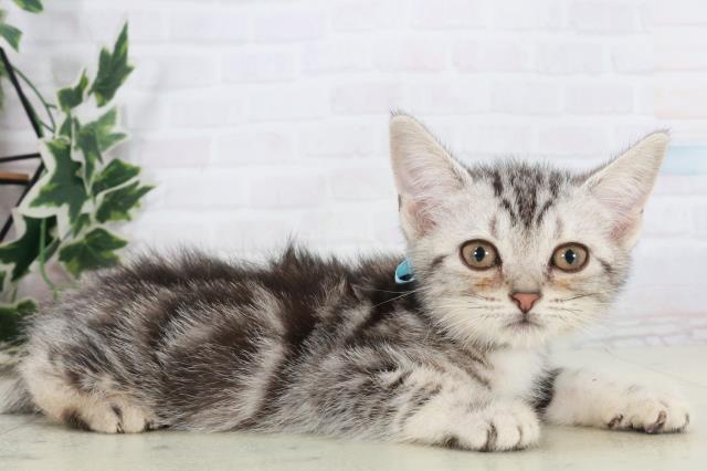 広島県のアメリカンショートヘアー (Coo&RIKU広島北店/2025年9月26日生まれ/男の子/シルバータビー)の子猫の2枚目の画像