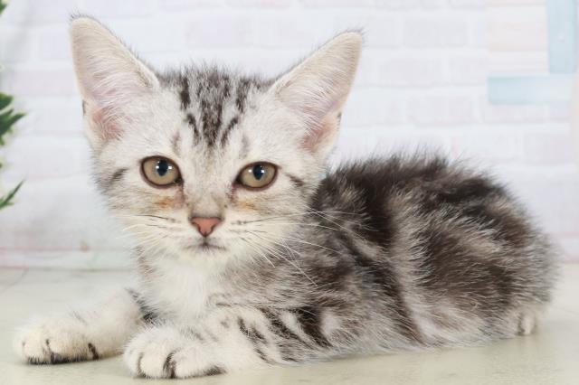 広島県のアメリカンショートヘアー (Coo&RIKU広島北店/2025年9月26日生まれ/男の子/シルバータビー)の子猫の3枚目の画像