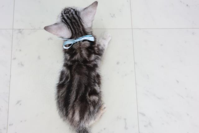 広島県のアメリカンショートヘアー (Coo&RIKU広島北店/2025年9月26日生まれ/男の子/シルバータビー)の子猫の4枚目の画像