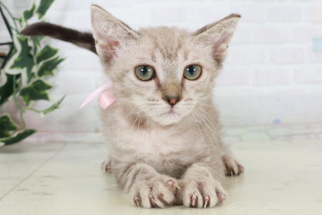 愛媛県のスクーカム(スクークム) (Coo&RIKUイオンタウン川之江店/2025年9月13日生まれ/女の子/ブラウンタビー)の子猫の1枚目の画像