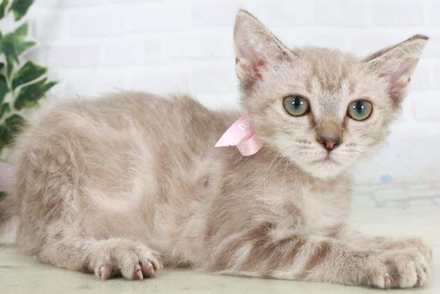 愛媛県のスクーカム(スクークム) (Coo&RIKUイオンタウン川之江店/2025年9月13日生まれ/女の子/ブラウンタビー)の子猫の2枚目の画像