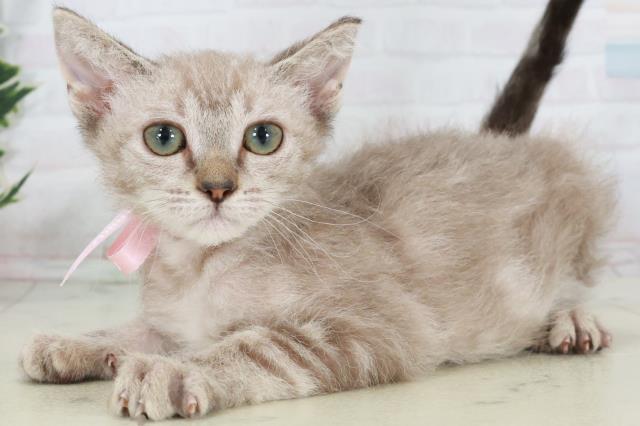 愛媛県のスクーカム(スクークム) (Coo&RIKUイオンタウン川之江店/2025年9月13日生まれ/女の子/ブラウンタビー)の子猫の3枚目の画像