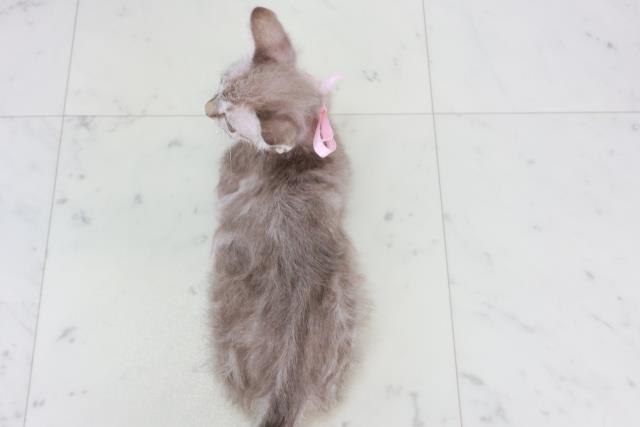 愛媛県のスクーカム(スクークム) (Coo&RIKUイオンタウン川之江店/2025年9月13日生まれ/女の子/ブラウンタビー)の子猫の4枚目の画像