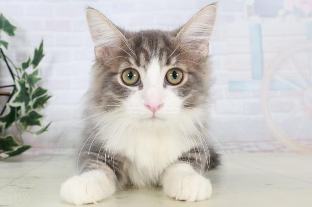 福岡県のノルウェージャンフォレストキャット (Coo&RIKU久留米店/2025年8月12日生まれ/女の子/ブルータビーホワイト)の子猫の1枚目の画像