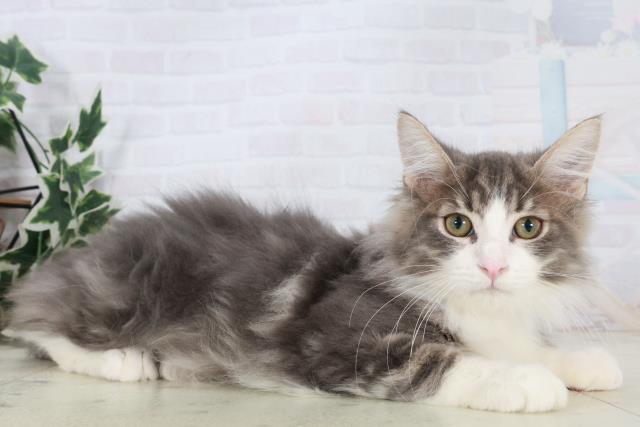 福岡県のノルウェージャンフォレストキャット (Coo&RIKU久留米店/2025年8月12日生まれ/女の子/ブルータビーホワイト)の子猫の2枚目の画像