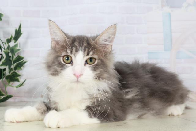 福岡県のノルウェージャンフォレストキャット (Coo&RIKU久留米店/2025年8月12日生まれ/女の子/ブルータビーホワイト)の子猫の3枚目の画像