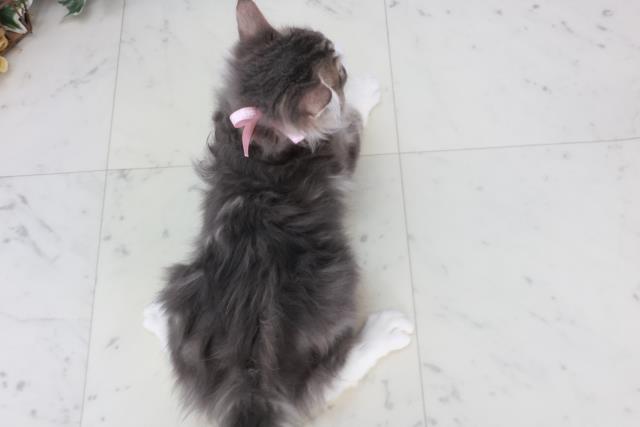 福岡県のノルウェージャンフォレストキャット (Coo&RIKU久留米店/2025年8月12日生まれ/女の子/ブルータビーホワイト)の子猫の4枚目の画像