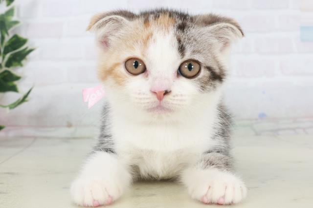 沖縄県のスコティッシュフォールド (Coo&RIKU沖縄浦添店/2025年10月2日生まれ/女の子/シルバーパッチドタビーホワイト)の子猫の1枚目の画像