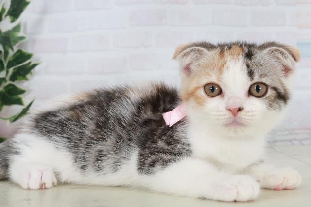 沖縄県のスコティッシュフォールド (Coo&RIKU沖縄浦添店/2025年10月2日生まれ/女の子/シルバーパッチドタビーホワイト)の子猫の2枚目の画像