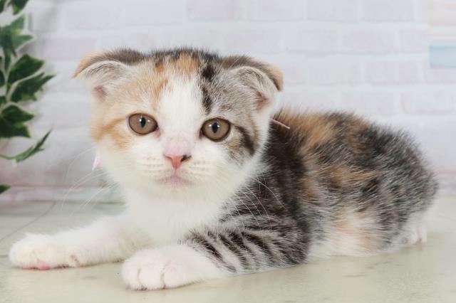 沖縄県のスコティッシュフォールド (Coo&RIKU沖縄浦添店/2025年10月2日生まれ/女の子/シルバーパッチドタビーホワイト)の子猫の3枚目の画像