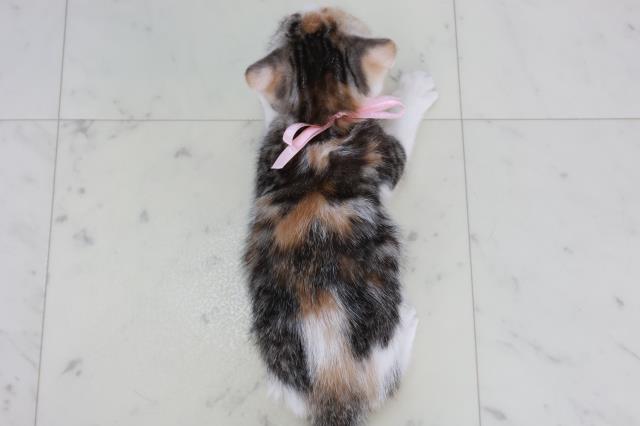 沖縄県のスコティッシュフォールド (Coo&RIKU沖縄浦添店/2025年10月2日生まれ/女の子/シルバーパッチドタビーホワイト)の子猫の4枚目の画像