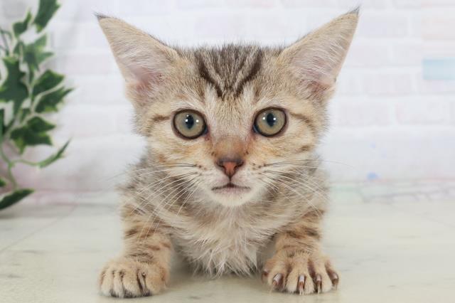 島根県のキンカロー (Coo&RIKU出雲店/2025年9月16日生まれ/男の子/ブラウンタビー)の子猫の1枚目の画像