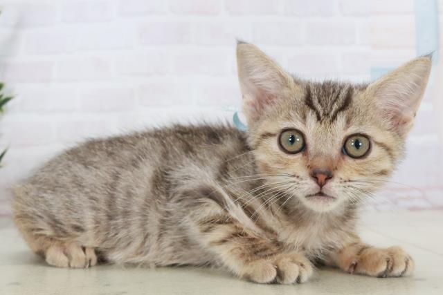 島根県のキンカロー (Coo&RIKU出雲店/2025年9月16日生まれ/男の子/ブラウンタビー)の子猫の2枚目の画像