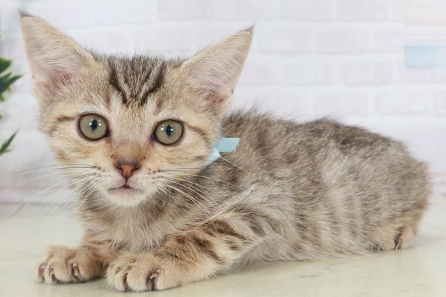 島根県のキンカロー (Coo&RIKU出雲店/2025年9月16日生まれ/男の子/ブラウンタビー)の子猫の3枚目の画像