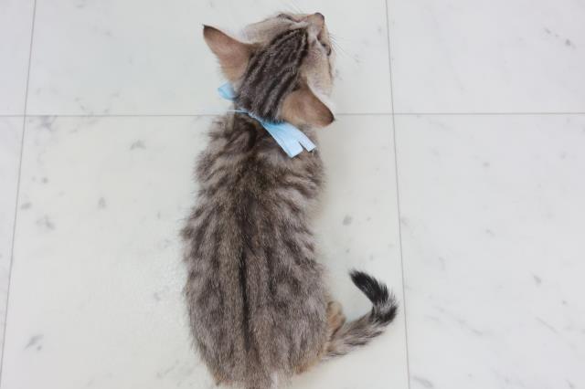 島根県のキンカロー (Coo&RIKU出雲店/2025年9月16日生まれ/男の子/ブラウンタビー)の子猫の4枚目の画像