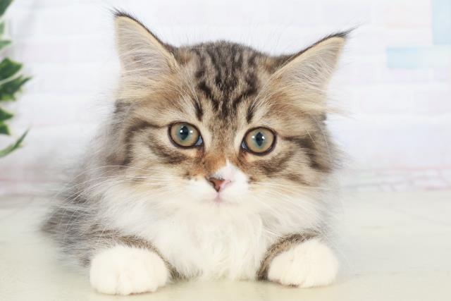 福岡県のノルウェージャンフォレストキャット (Coo&RIKU福岡西店/2025年9月15日生まれ/女の子/ブラウンタビーホワイト)の子猫の1枚目の画像