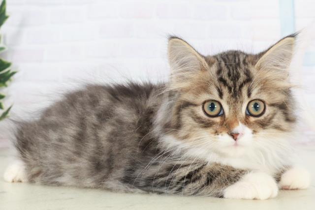 福岡県のノルウェージャンフォレストキャット (Coo&RIKU福岡西店/2025年9月15日生まれ/女の子/ブラウンタビーホワイト)の子猫の2枚目の画像