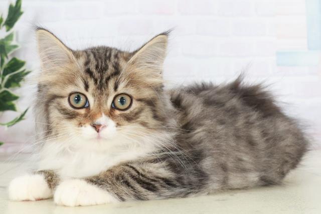 福岡県のノルウェージャンフォレストキャット (Coo&RIKU福岡西店/2025年9月15日生まれ/女の子/ブラウンタビーホワイト)の子猫の3枚目の画像