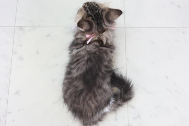 福岡県のノルウェージャンフォレストキャット (Coo&RIKU福岡西店/2025年9月15日生まれ/女の子/ブラウンタビーホワイト)の子猫の4枚目の画像