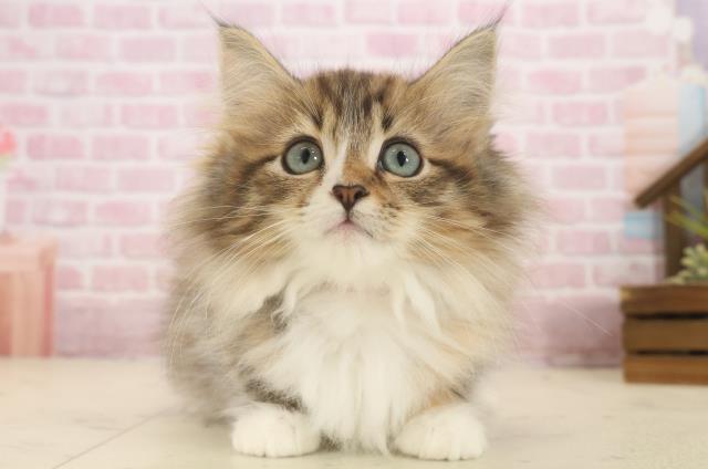 福岡県のノルウェージャンフォレストキャット (Coo&RIKUゆめタウン飯塚店/2025年9月15日生まれ/女の子/ブラウンパッチドタビーホワイト)の子猫の1枚目の画像