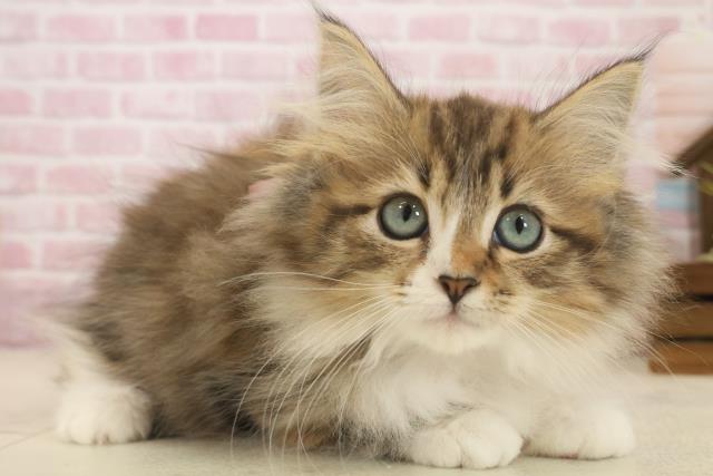 福岡県のノルウェージャンフォレストキャット (Coo&RIKUゆめタウン飯塚店/2025年9月15日生まれ/女の子/ブラウンパッチドタビーホワイト)の子猫の2枚目の画像