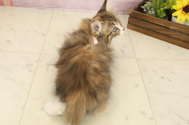 福岡県のノルウェージャンフォレストキャット (Coo&RIKUゆめタウン飯塚店/2025年9月15日生まれ/女の子/ブラウンパッチドタビーホワイト)の子猫の4枚目の画像