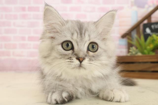 愛媛県のミヌエット (Coo&RIKUイオンタウン川之江店/2025年9月25日生まれ/女の子/チンチラシルバー)の子猫の1枚目の画像
