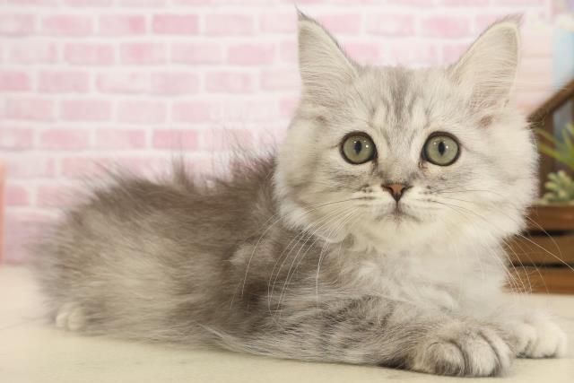 愛媛県のミヌエット (Coo&RIKUイオンタウン川之江店/2025年9月25日生まれ/女の子/チンチラシルバー)の子猫の2枚目の画像