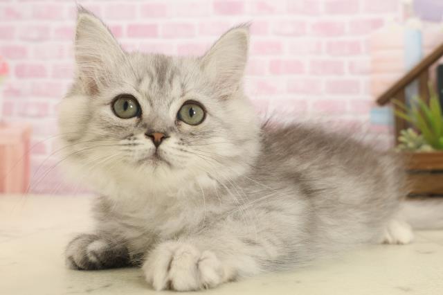 愛媛県のミヌエット (Coo&RIKUイオンタウン川之江店/2025年9月25日生まれ/女の子/チンチラシルバー)の子猫の3枚目の画像