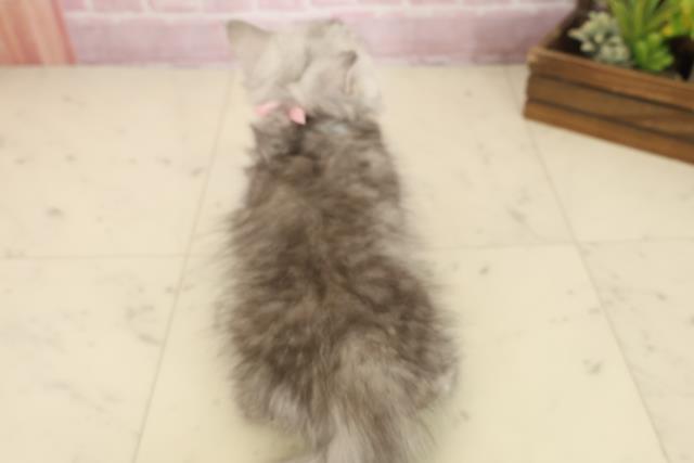 愛媛県のミヌエット (Coo&RIKUイオンタウン川之江店/2025年9月25日生まれ/女の子/チンチラシルバー)の子猫の4枚目の画像